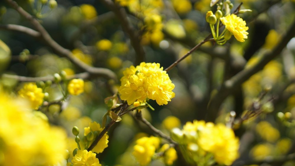 Mai flower in Tet holiday. Photo by Duyet Le - Vietnamese New Year – Tet Guide For A Distinctive Lunar New Year Festival