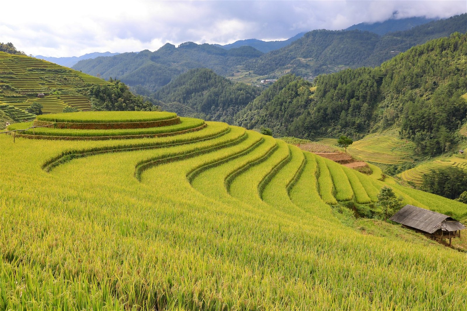 Mu Cang Chai Rice terraces 1 - Best Time To Visit Vietnam In 2024