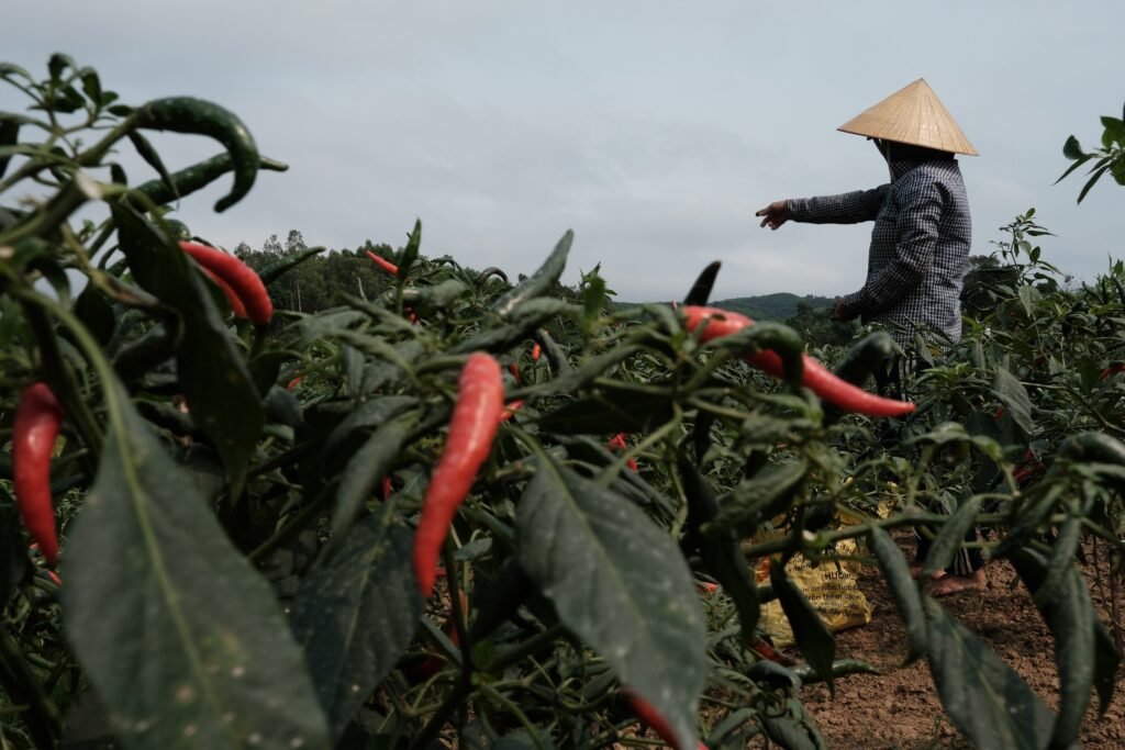 A farmer on her chillies field in Phong Nha Quang Binh. Photo by VIA Ambassador Etienne Bossot - Weather in Central Vietnam: Your Helpful Travel Guide