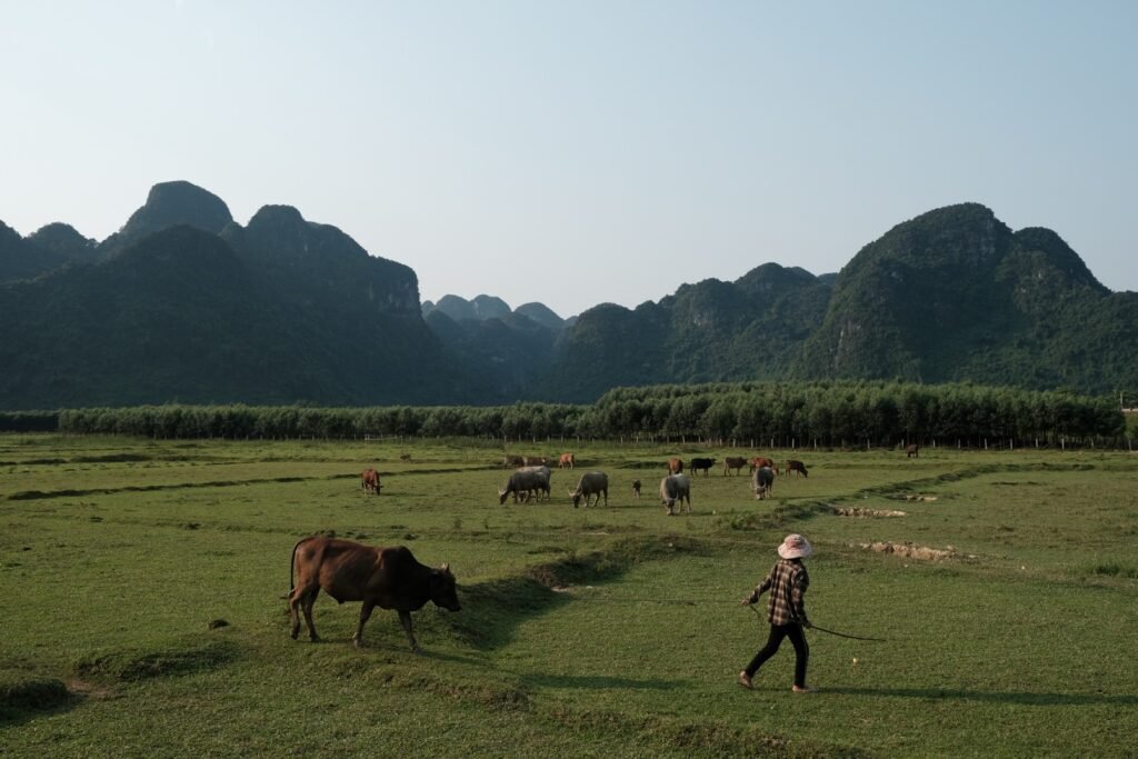 Local farming lifestyle in Phong Nha Quang Binh - Central Vietnam Guide: 7 Must-Visit Destinations Await!
