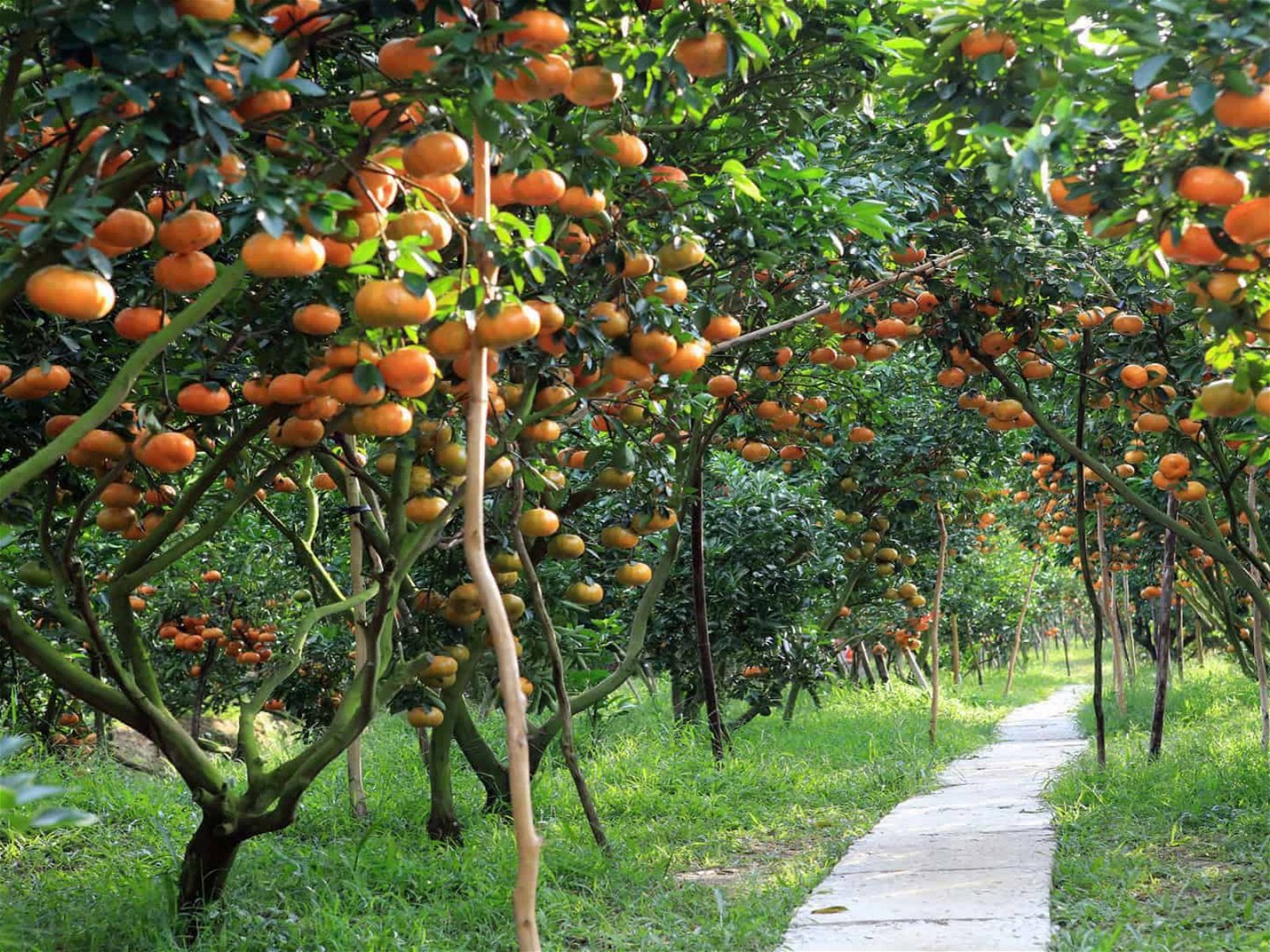 Fruit orchards in Mekong delta hatvacation - Things To Do In Mekong Delta