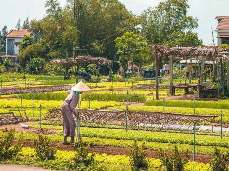tra que vegetable village 4 - Things To Do In Hoi An