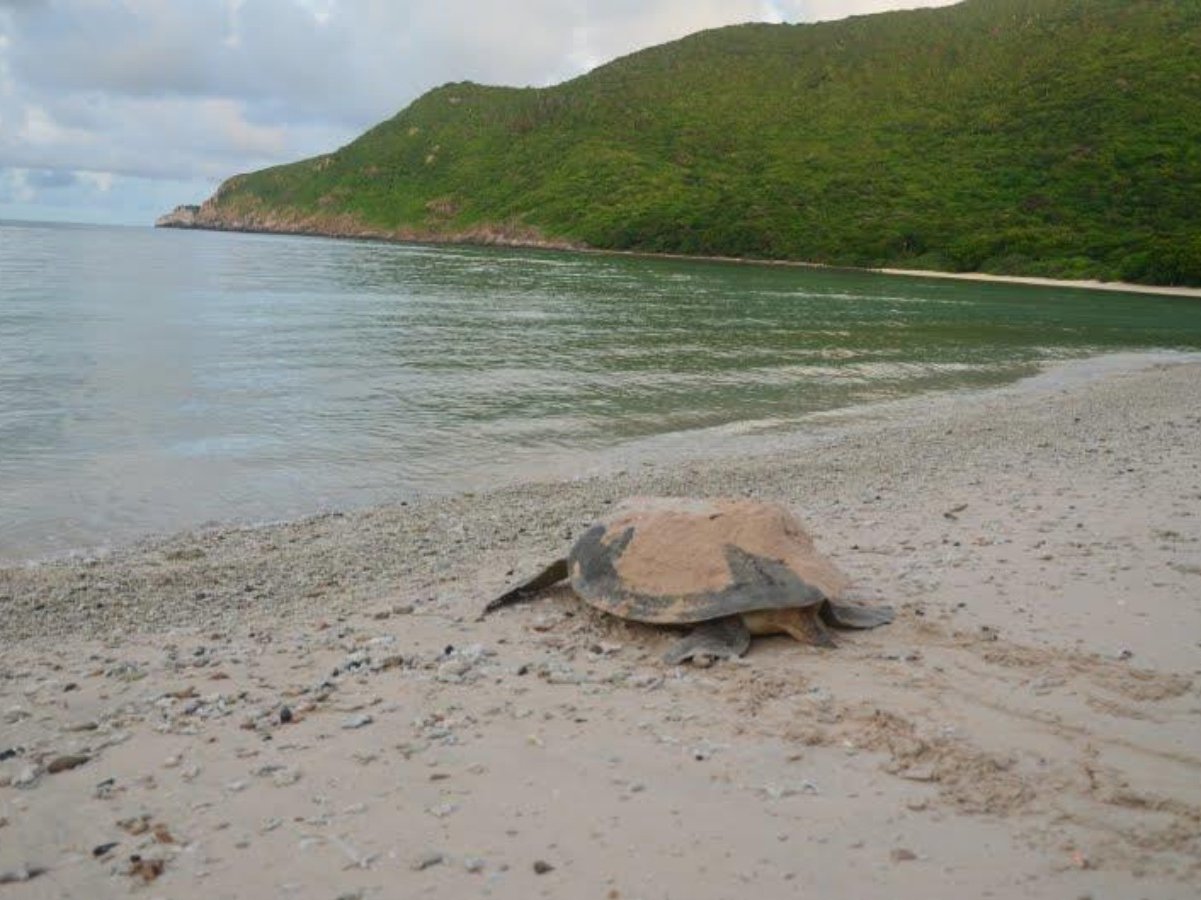 turtles lay their eggs on bay canh island 161 - Things To Do In Con Dao